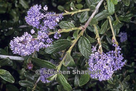 ceanothus lemmonii 2 graphic